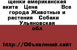 щенки американская акита › Цена ­ 30 000 - Все города Животные и растения » Собаки   . Ульяновская обл.